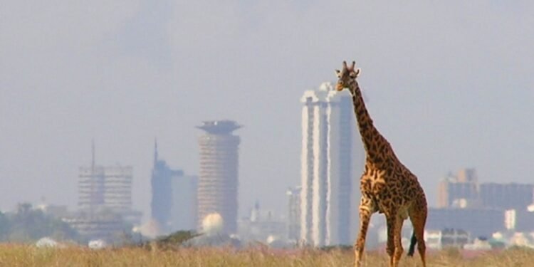 Le Kenya veut planter 15 milliards d’arbres d’ici 2032