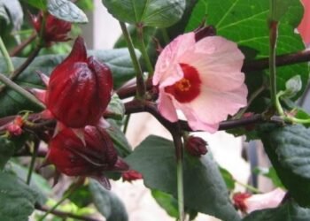 Hibiscus