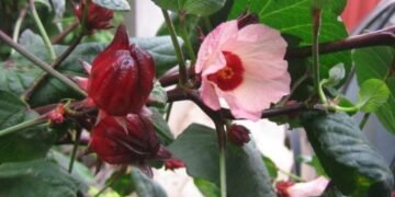 Hibiscus